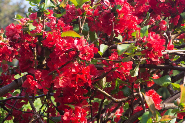 chaenomeles spring red flowers selektiver Fokus  - Foto, Bild