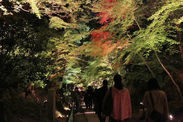 een val seizoen van kodaiji nacht  - Foto, afbeelding