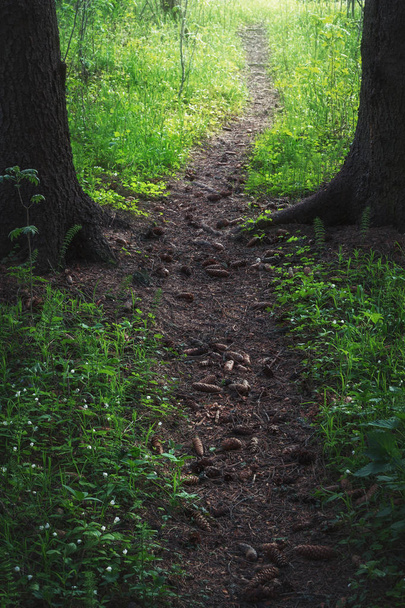 pathway in a spring forest - Фото, зображення