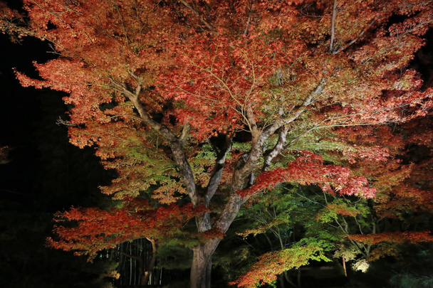 Linternas en Kyoto Nishiki Tenmang Shrine
 - Foto, Imagen