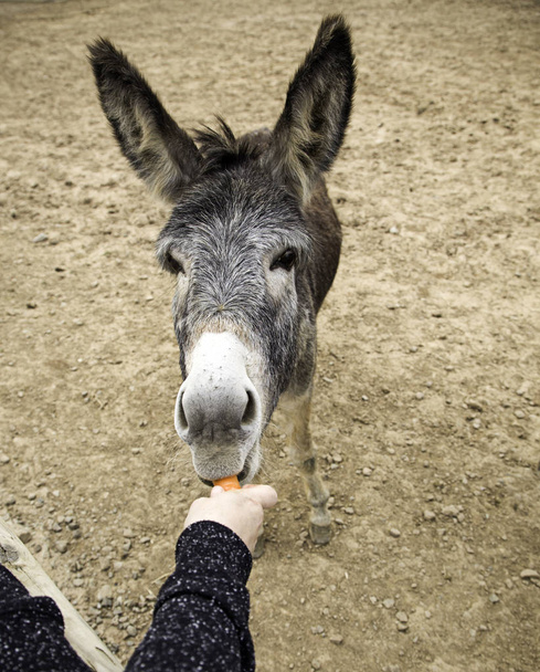 Granjas de zanahorias burro
 - Foto, imagen