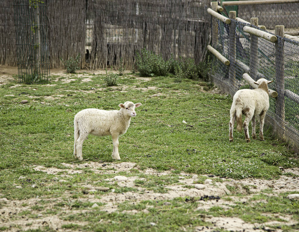 ovejas en la granja
 - Foto, imagen