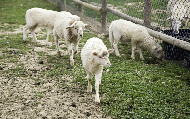 ovejas en la granja
 - Foto, Imagen