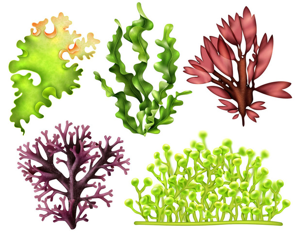 Realistic Sea Weeds Food Set - Vecteur, image