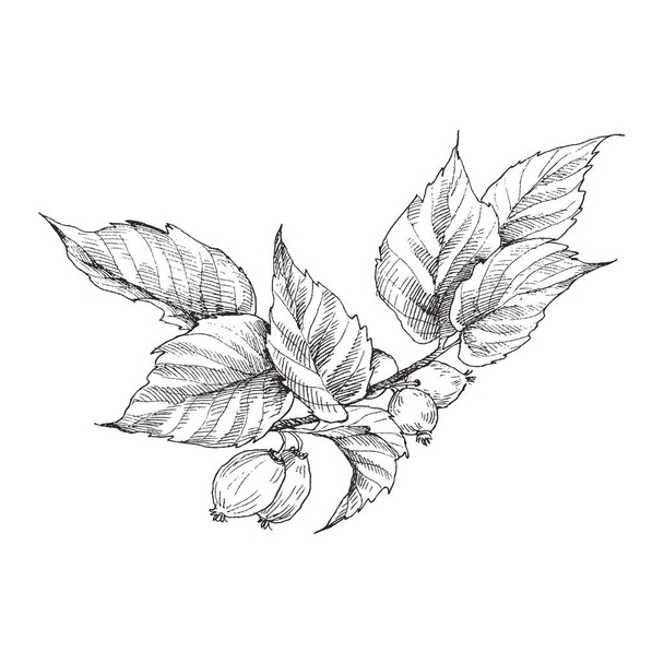 Hip rose buds, berry and branches. Vintage botanical engraved illustration. Vector hand drawn natural elements. Sketch style. - Vetor, Imagem