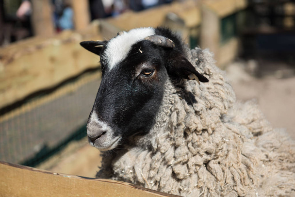 Портрет овцы в ручке
 - Фото, изображение