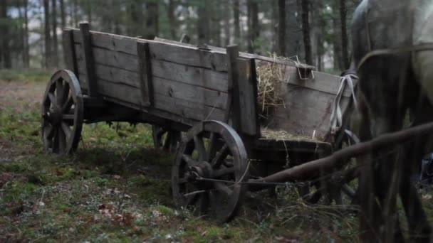 Chariot avec cheval dans la forêt
 - Séquence, vidéo