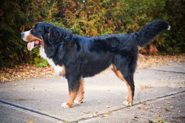 Бернская горная собака гуляет в осеннем парке
 - Фото, изображение