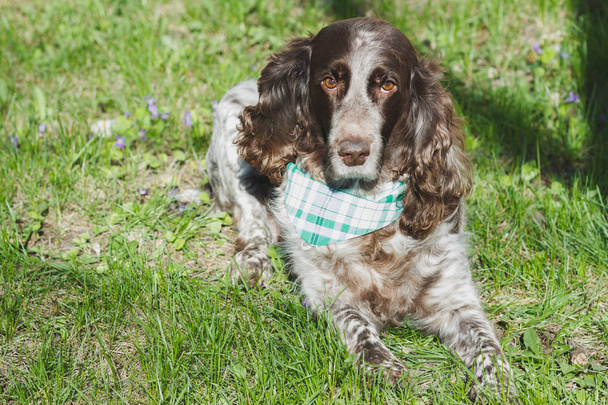 Brown spotted russian spaniel on the green grass - Photo, Image