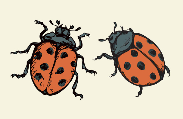 Ladybug. Vector drawing - Vector, Image
