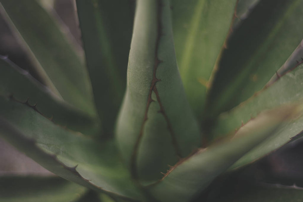 Agave plant isolated on green background close up - Fotoğraf, Görsel