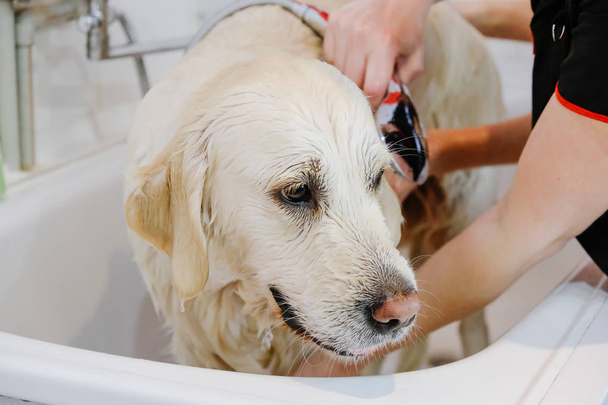 Lavaggio professionale del cane Golden Retriever nel salone di toelettatura. - Foto, immagini