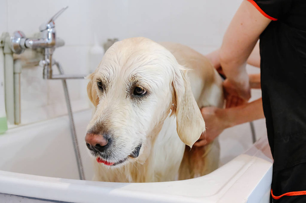 プロのグルーミングサロンで犬ゴールデンレトリバーを洗う. - 写真・画像