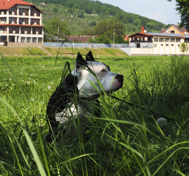 テリア犬スタッフォードシャー - 写真・画像