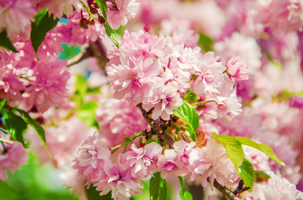 Kvetoucí sakura v botanické zahradě.  - Fotografie, Obrázek