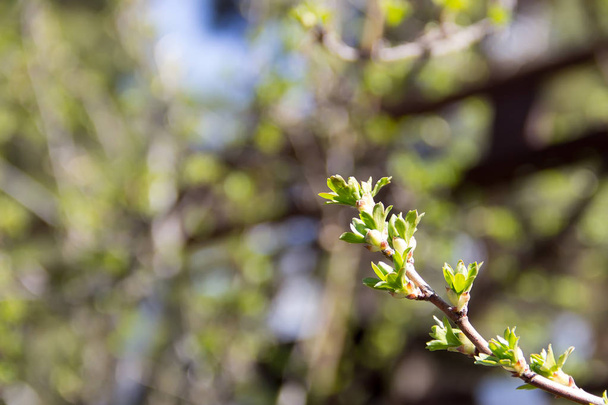 Los riñones en la rama del árbol florecen sobre el telón de fondo de un bea
 - Foto, imagen