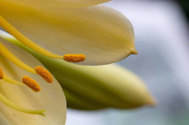 Makró - sárga virág - himnusz - Fotó, kép