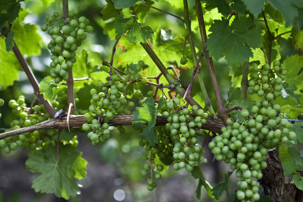 Raisins verts dans les vignobles
 - Photo, image