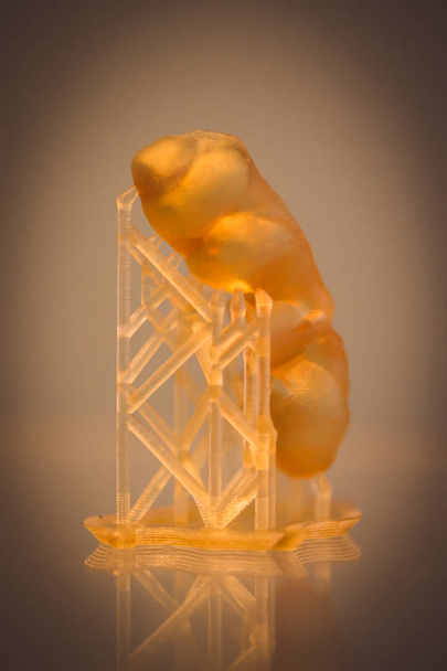Menselijke kaak gedrukt op 3D printer van fotopolymeer. - Foto, afbeelding
