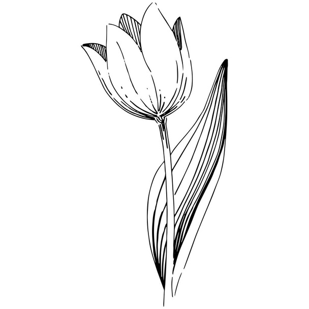 Wildflower tulip flower in a vector style isolated. - Vektör, Görsel