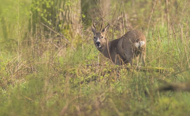 deer between bushes looking towards camera - Photo, Image