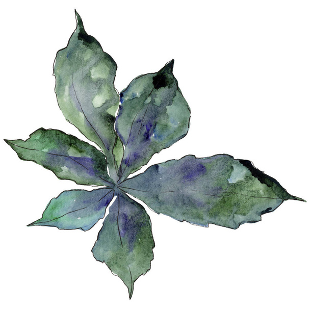 Chestnut leaves in a watercolor style isolated. - 写真・画像