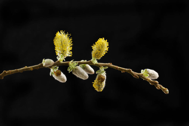 Pussy willow isolated against black - Fotografie, Obrázek
