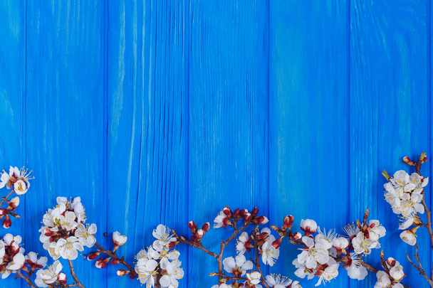 Apricot blossom branches on bright blue background, free space f - Photo, Image