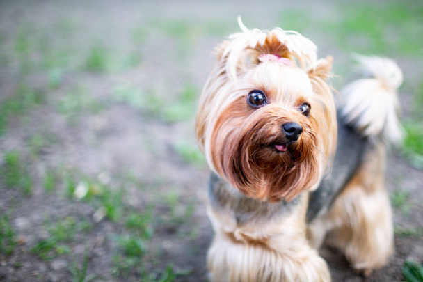 Retrato de macho ou fêmea Yorkshire Terrier cão
. - Foto, Imagem