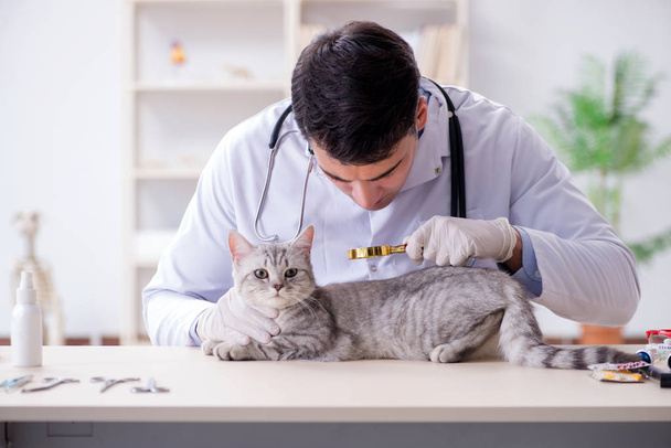 Veterinario examinando gato enfermo en el hospital - Foto, Imagen