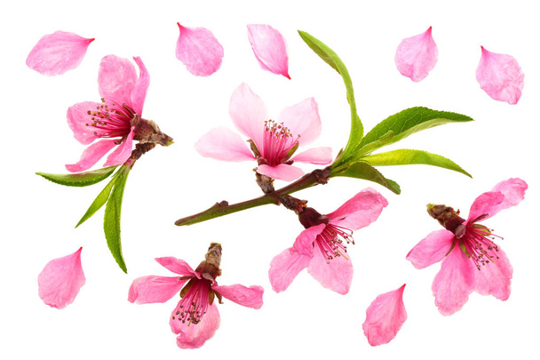 Цветок вишни, цветы сакуры изолированы на белом фоне. Вид сверху. Плоский рисунок
 - Фото, изображение