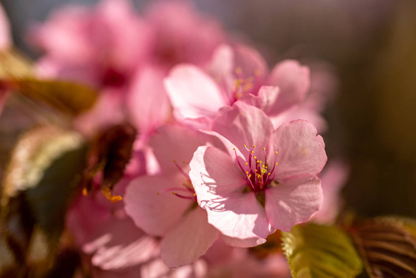 Some pink cherry blossoms with a pink bokeh - 写真・画像