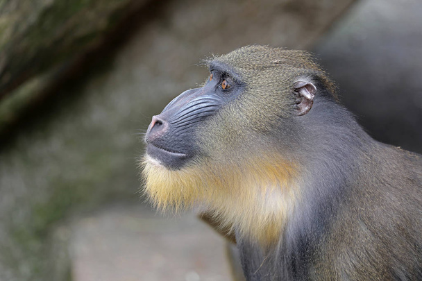 Young male mandrill close up shot - 写真・画像