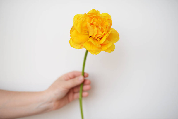 bouquet of beautiful tulips - Valokuva, kuva