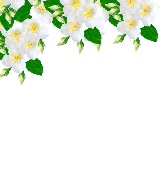 branch of jasmine flowers  - Фото, зображення