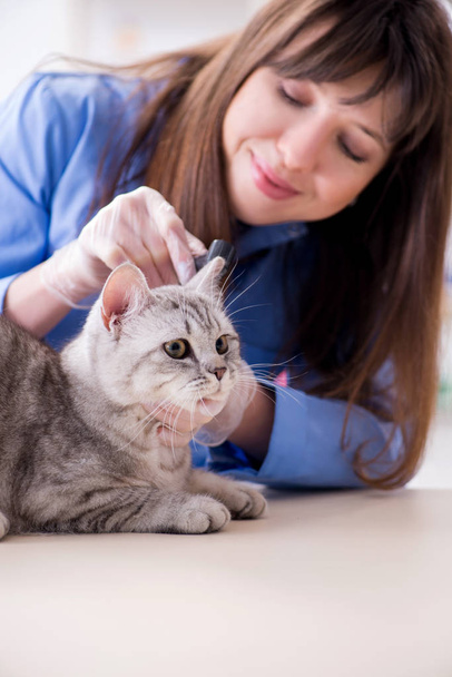 Cat being examining in vet clinic - Фото, зображення