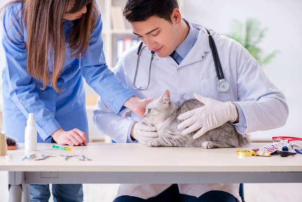 Eläinlääkäriklinikalla tutkittavana oleva kissa - Valokuva, kuva