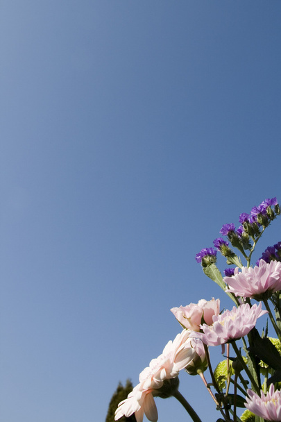 Flowers against blue sky - Photo, Image