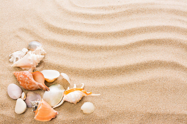 Mušle na pláži. Letní pozadí s horkém písku - Fotografie, Obrázek