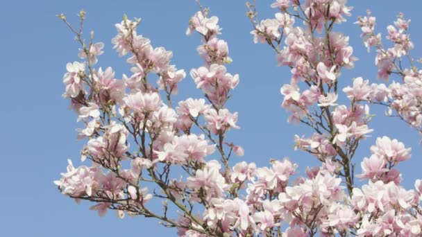 Filiais de árvores em Blossom
 - Filmagem, Vídeo