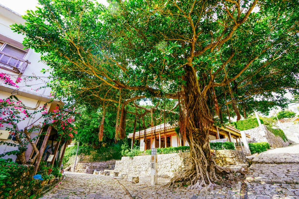 沖縄の大きなガジュマルの木 - 写真・画像