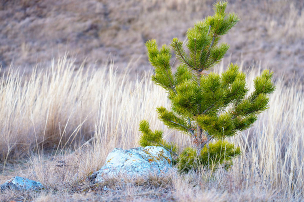 young pine in dry grass, autumn landscape - Photo, Image