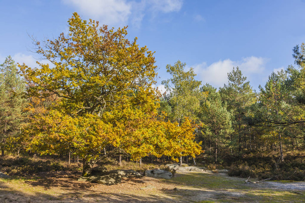 Beautiful fall landscape with colorful trees and rocks located in Fontainebleau Forest in Central France. - Valokuva, kuva