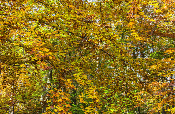Szczegółów obrazu z pięknym lesie żółty jesienią - Zdjęcie, obraz