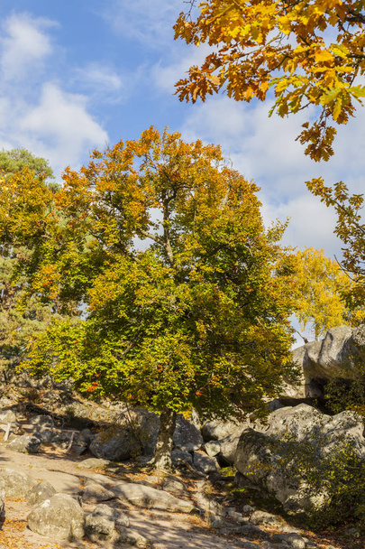 Beautiful fall landscape with colorful trees and rocks located in Fontainebleau Forest in Central France. - Zdjęcie, obraz