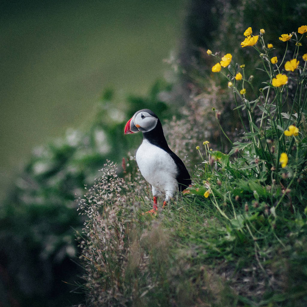 bird of Atlantic puffin standing in green grass - Fotoğraf, Görsel