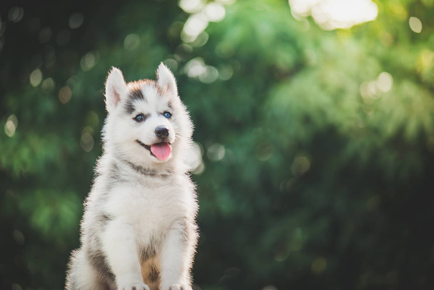 Два цвета глаза сибирский хаски щенок с боке солнечный свет
 - Фото, изображение