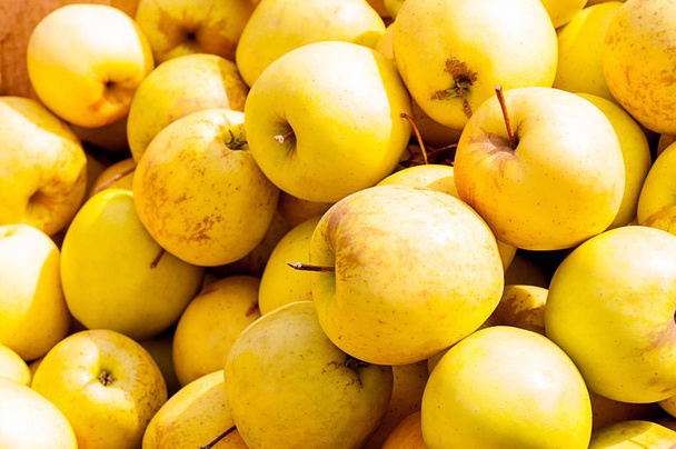Pommes rouges, jaunes en grandes quantités comme fond
 - Photo, image