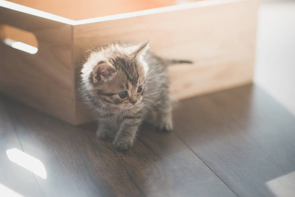 Aranyos cica playig közelében egy fából készült doboz alatt napfény - Fotó, kép