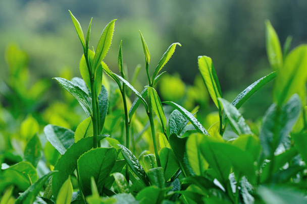 Growing green tea plants in spring mountains - Photo, Image